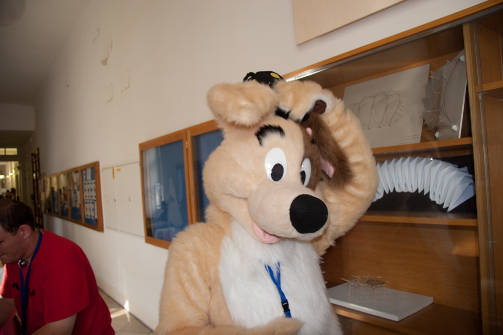 Dog with a plushie on top of his head