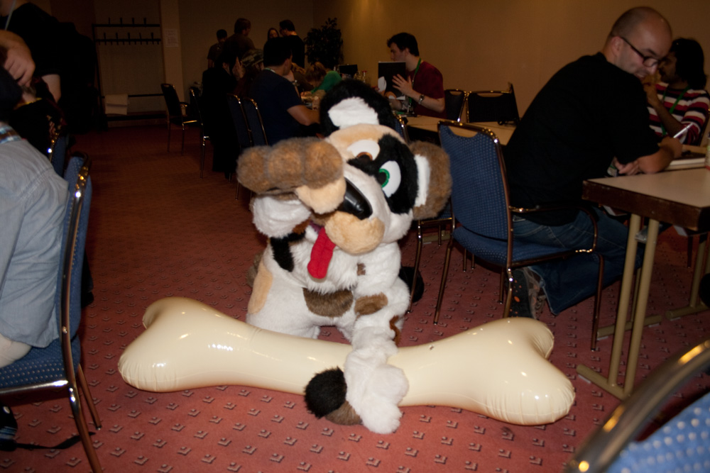Bounzy the dog on the floor with a giant inflatable bone.